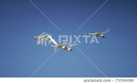 Swan dancing in Reiwa 3 years Swan dancing in Reiwa 3 years 73504890