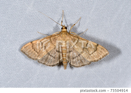 Himekuromisujinomega (Tsurui Village, Hokkaido) 73504914