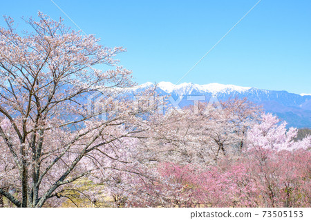 櫻花和中央阿爾卑斯山（中川村：在Ogusa城堡遺跡公園） 73505153