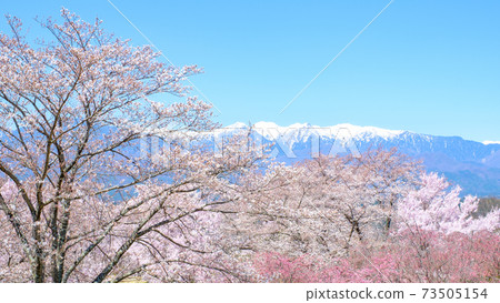 櫻花和中央阿爾卑斯山（中川村：在Ogusa城堡遺跡公園） 73505154