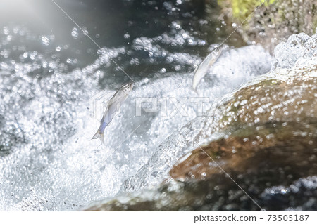 Ayu的旅程 Ayu的旅程 73505187