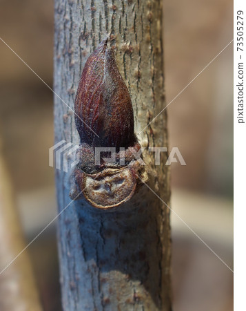 富士的冬芽和葉子痕跡(葉子掉下來後)看起來像一張獨特的臉 富士的冬芽和葉子痕跡(葉子掉下來後)看起來像一張獨特的臉 73505279