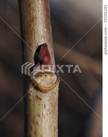 Fuji's winter buds and leaf marks (after the leaves have fallen) It looks like the face of a pointed hat Fuji's winter buds and leaf marks (after the leaves have fallen) It looks like the face of a pointed hat 73505281