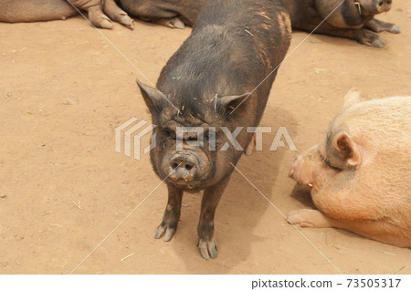 I took a picture of a pig in the zoo. I took a picture of a pig in the zoo. 73505317