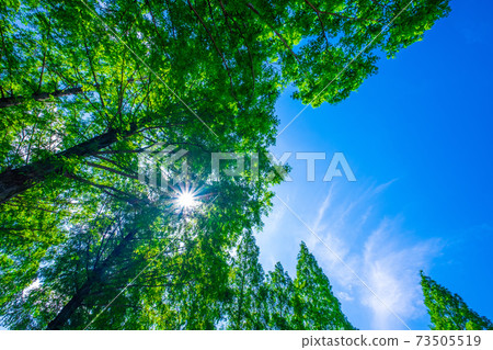 Uchiage河防洪中的水杉 Uchiage河防洪中的水杉 73505519