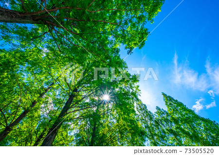 Metasequoia in Uchiage River flood control Metasequoia in Uchiage River flood control 73505520