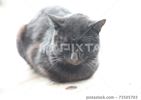 Awashima Shrine 73505703