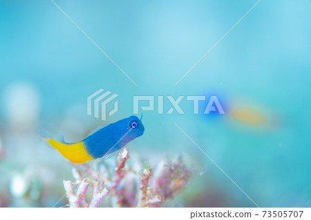 Phylloid frog 73505707