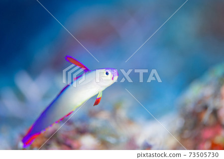 Akebono-nohase Akebono-nohase 73505730