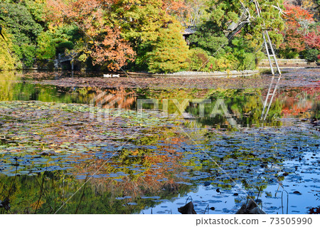 Kyoyo Pond at Ryoanji Temple with beautiful autumn colors in Kyoto 73505990