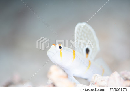 蝦虎魚 蝦虎魚 73506173