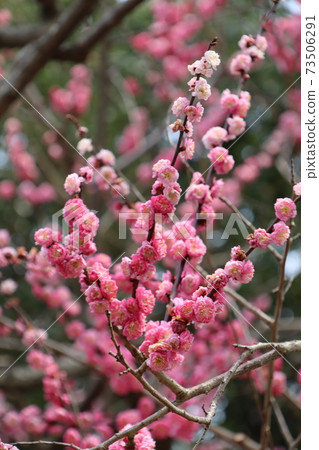 Plum blossoms blooming in Kitano Tenmangu, Kyoto 73506291
