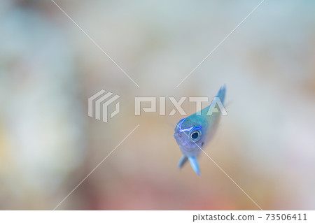 少年魚 73506411