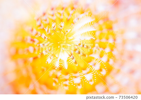 Ibarakkasashi Ibarakkasashi 73506420