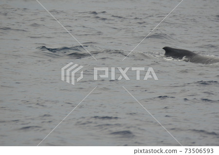 Humpback whale dorsal fin (Kerama Islands near sea / Okinawa Prefecture) 73506593