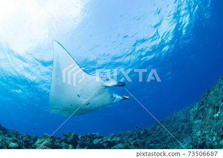 Manta Manta 73506687