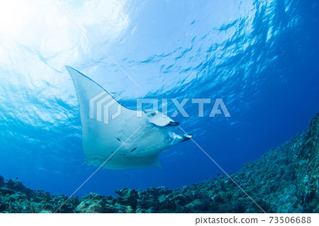 Manta Manta 73506688