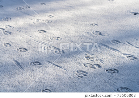 Close-up line of deer footprints on snow in the forest. 73506808