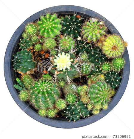 Potted cactus top view isolated on white Potted cactus top view isolated on white 73506931