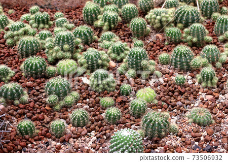 tropical small cactus in botanic garden background tropical small cactus in botanic garden background 73506932