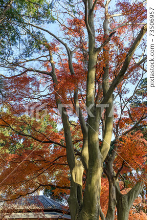 Autumn leaves of the former Iwasaki family Suehiro villa 73506957