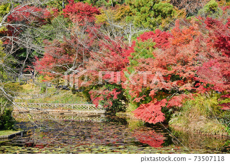 Kyoyo Pond at Ryoanji Temple with beautiful autumn colors in Kyoto 73507118