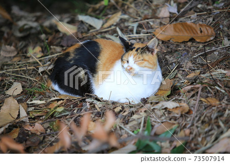 Tortoiseshell cat is sleepy in the wild 73507914