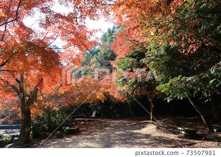Autumn leaves of Momijidani Park in Miyajima Autumn leaves of Momijidani Park in Miyajima 73507981