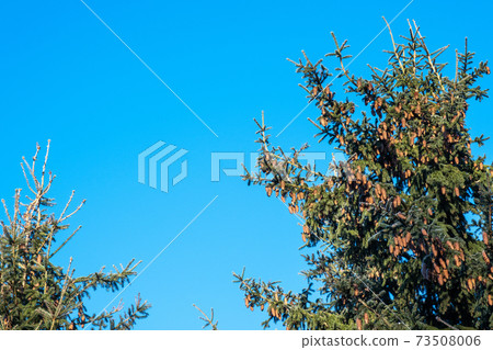 The tops of tall fir trees strewn with a large number of cones against the blue sky. 73508006