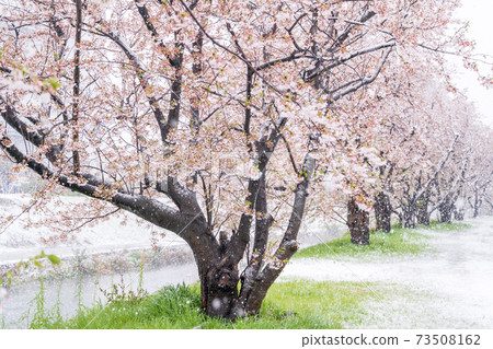 Cherry blossoms and seasonal snow 73508162