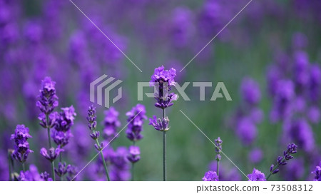 美瑛的美麗薰衣草 73508312