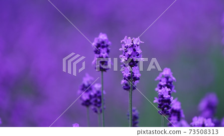 美瑛的美麗薰衣草 美瑛的美麗薰衣草 73508313