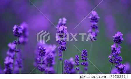 美瑛的美麗薰衣草 73508314