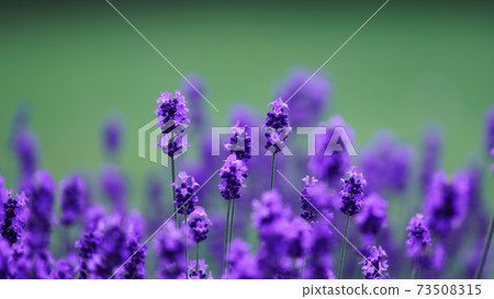 美瑛的美麗薰衣草 73508315