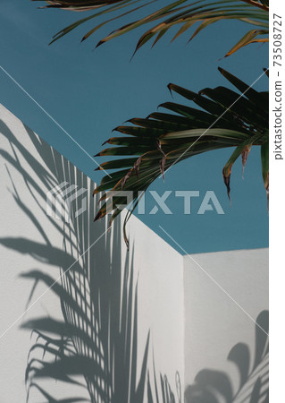 Palm tree leaves against turquoise sky and white wall Palm tree leaves against turquoise sky and white wall 73508727