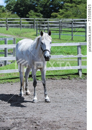 牧場風光,薩拉伯里德 牧場風光,薩拉伯里德 73508925
