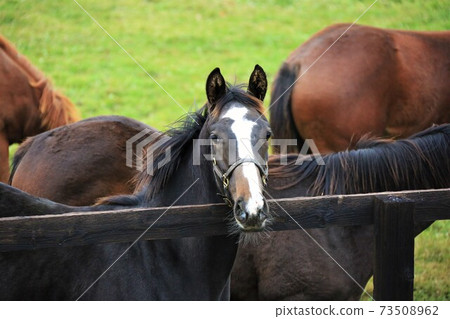 牧場風光,薩拉伯里德 牧場風光,薩拉伯里德 73508962