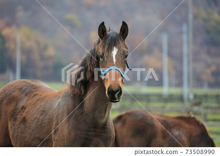 Ranch landscape, thoroughbred Ranch landscape, thoroughbred 73508990