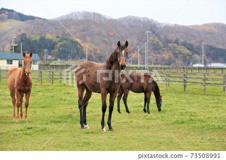 Ranch landscape, thoroughbred 73508991