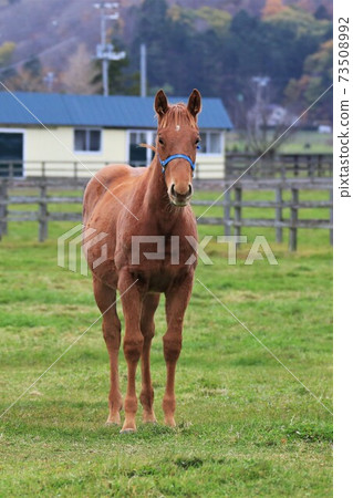 Ranch landscape, thoroughbred Ranch landscape, thoroughbred 73508992