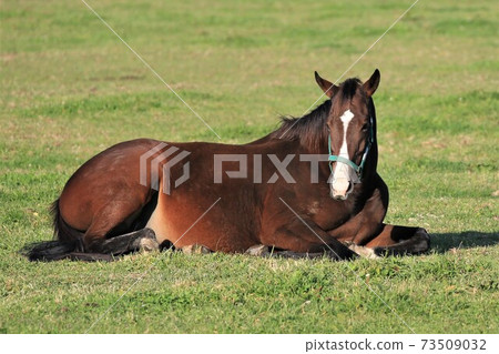 牧場風光，薩拉伯里德 73509032