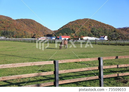 Ranch landscape, thoroughbred 73509033
