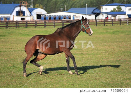 牧場風光,薩拉伯里德 牧場風光,薩拉伯里德 73509034