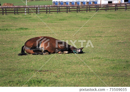 牧場風光,薩拉伯里德 牧場風光,薩拉伯里德 73509035