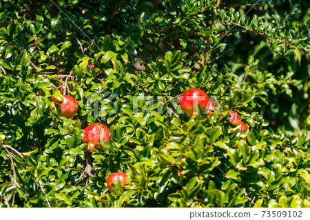 Ripe pomegranate fruits hanging on tree branches in the garden Ripe pomegranate fruits hanging on tree branches in the garden 73509102