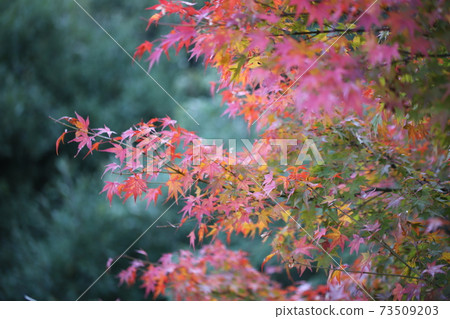 Autumn leaves of Mt. Kompira Autumn leaves of Mt. Kompira 73509203