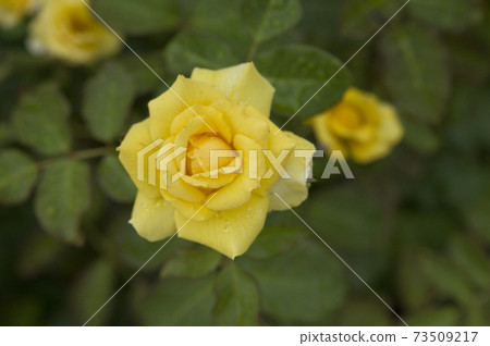 The yellow roses are wet in the rain. The name of this rose is Gold Bunny. The yellow roses are wet in the rain. The name of this rose is Gold Bunny. 73509217