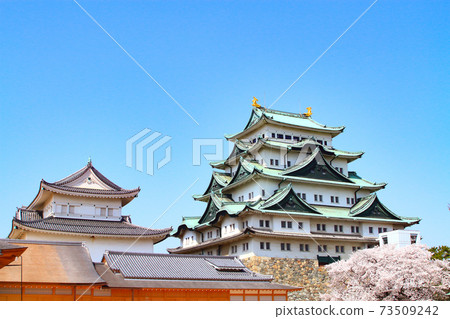 盛開的櫻花和名古屋城的風景 盛開的櫻花和名古屋城的風景 73509242