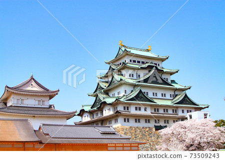 盛開的櫻花和名古屋城的風景 盛開的櫻花和名古屋城的風景 73509243