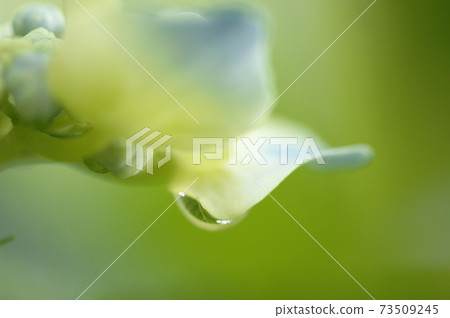 繡球花雨季 繡球花雨季 73509245